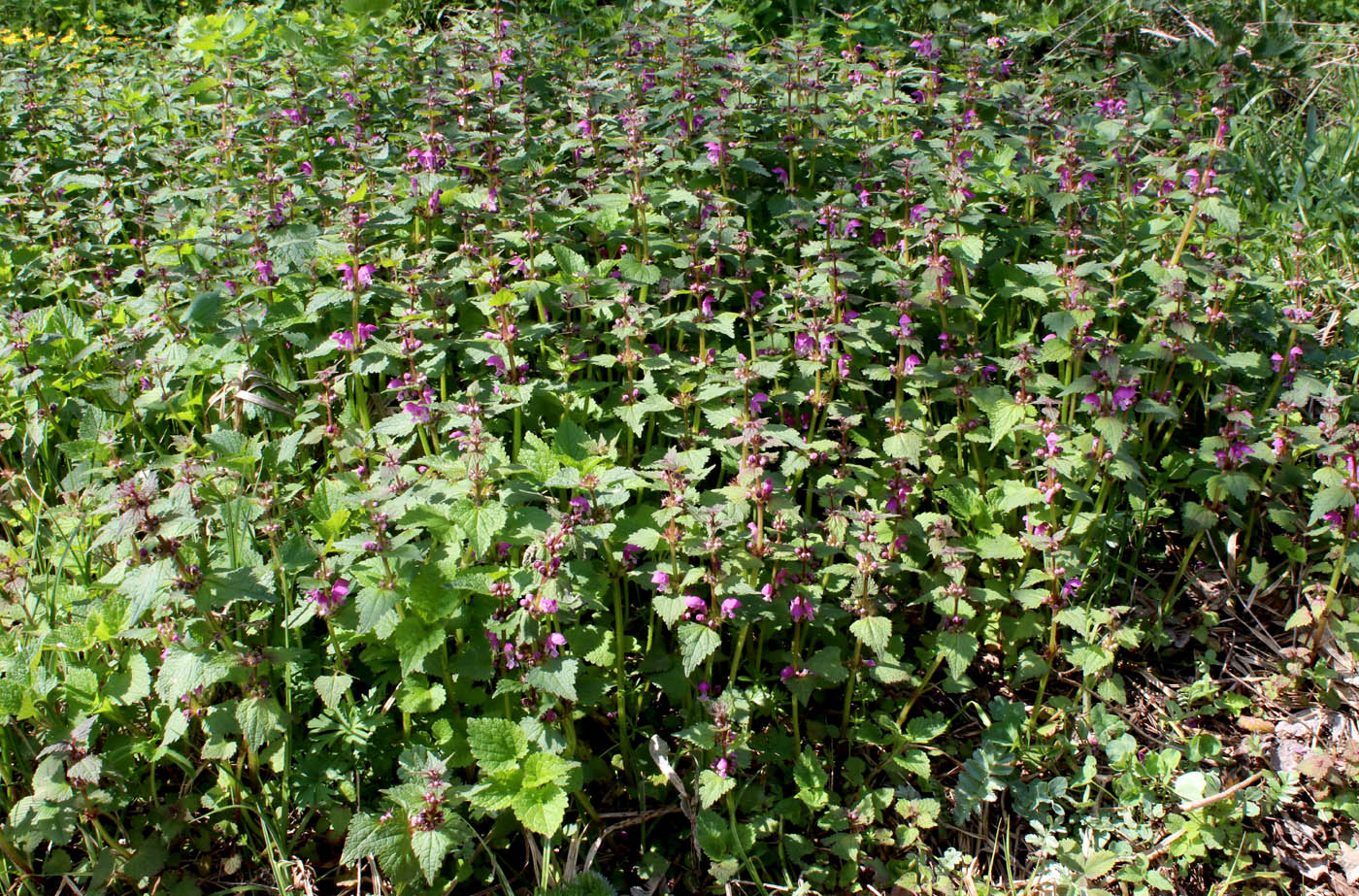 Изображение особи Lamium maculatum.