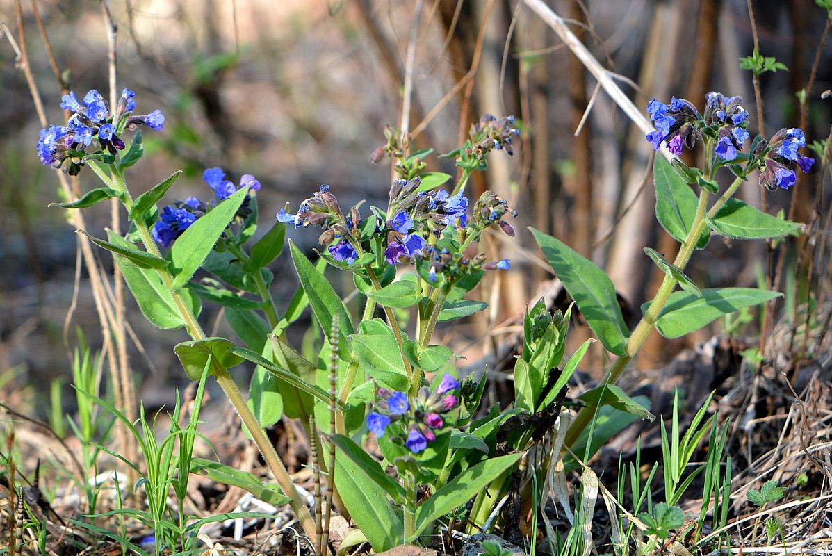 Изображение особи Pulmonaria obscura.