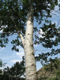 Populus berkarensis. Ствол дерева с частью кроны. Казахстан, хр. Сырдарьинский Каратау, верховья ущ. Беркара, склон сев.-зап. экспозиции, ≈ 1000 м н.у.м.; locus classicus. 27 мая 2021 г.