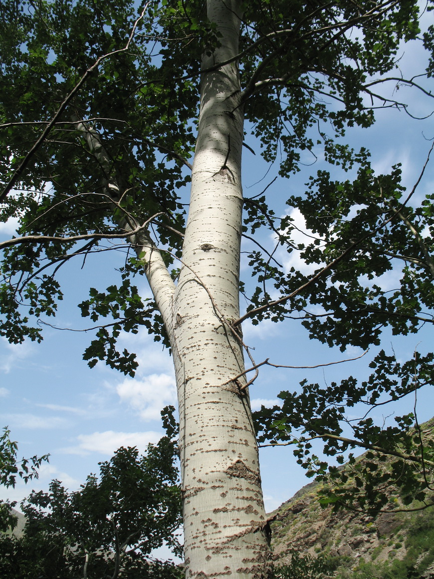 Image of Populus berkarensis specimen.