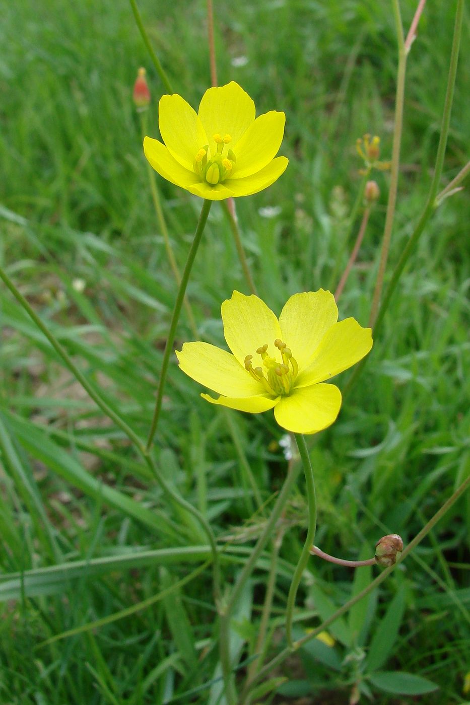 Image of Bongardia chrysogonum specimen.