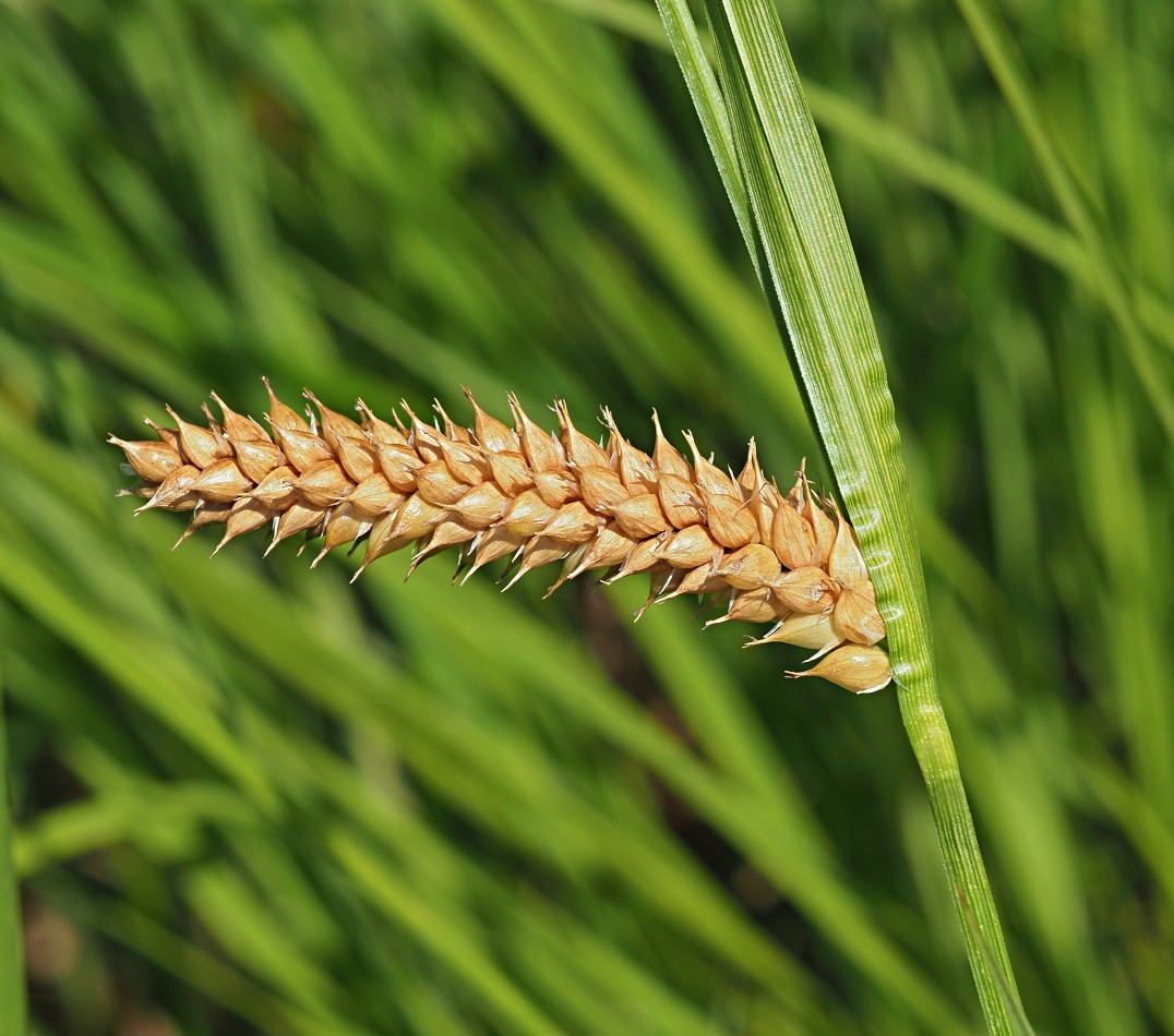 Изображение особи Carex vesicaria.