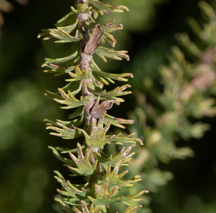 Изображение особи Euryops virgineus.