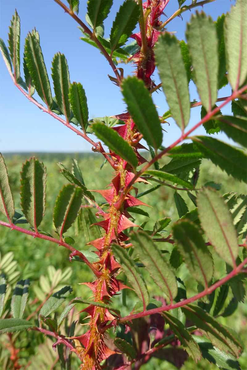 Image of Rosa elasmacantha specimen.