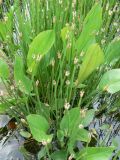 Eleocharis palustris