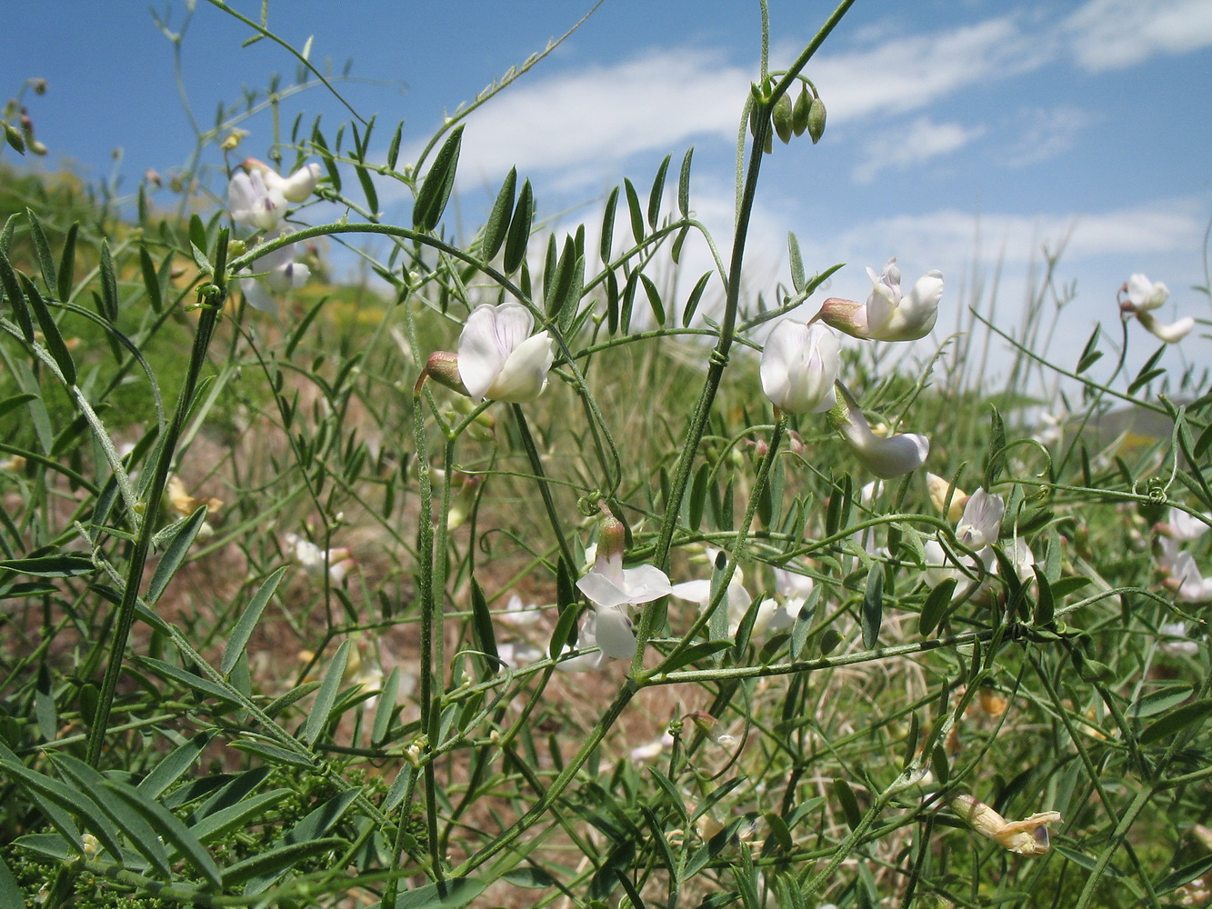 Image of Vicia kokanica specimen.