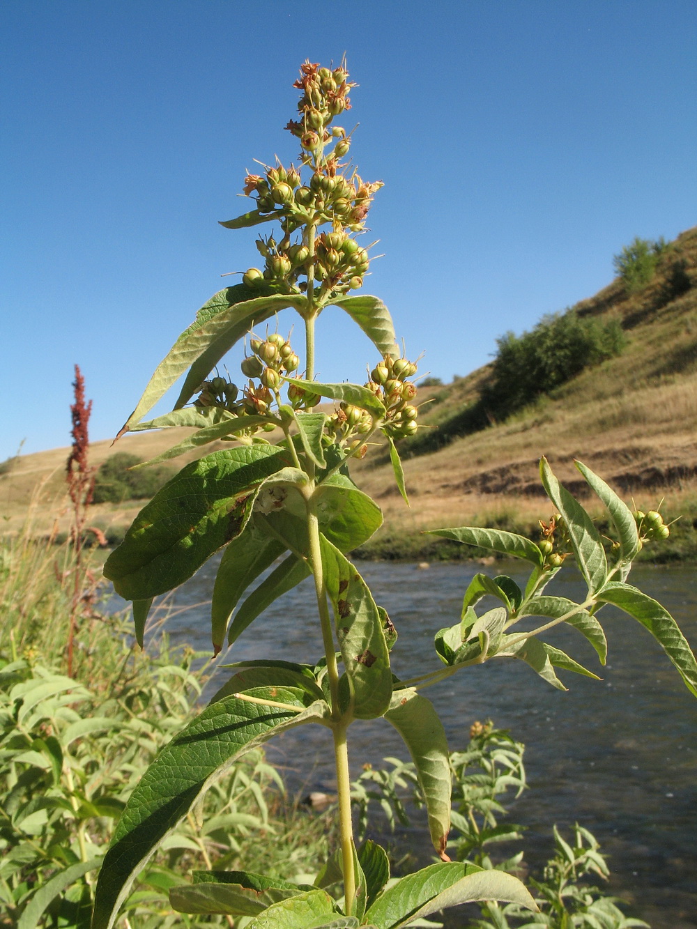 Изображение особи Lysimachia vulgaris.