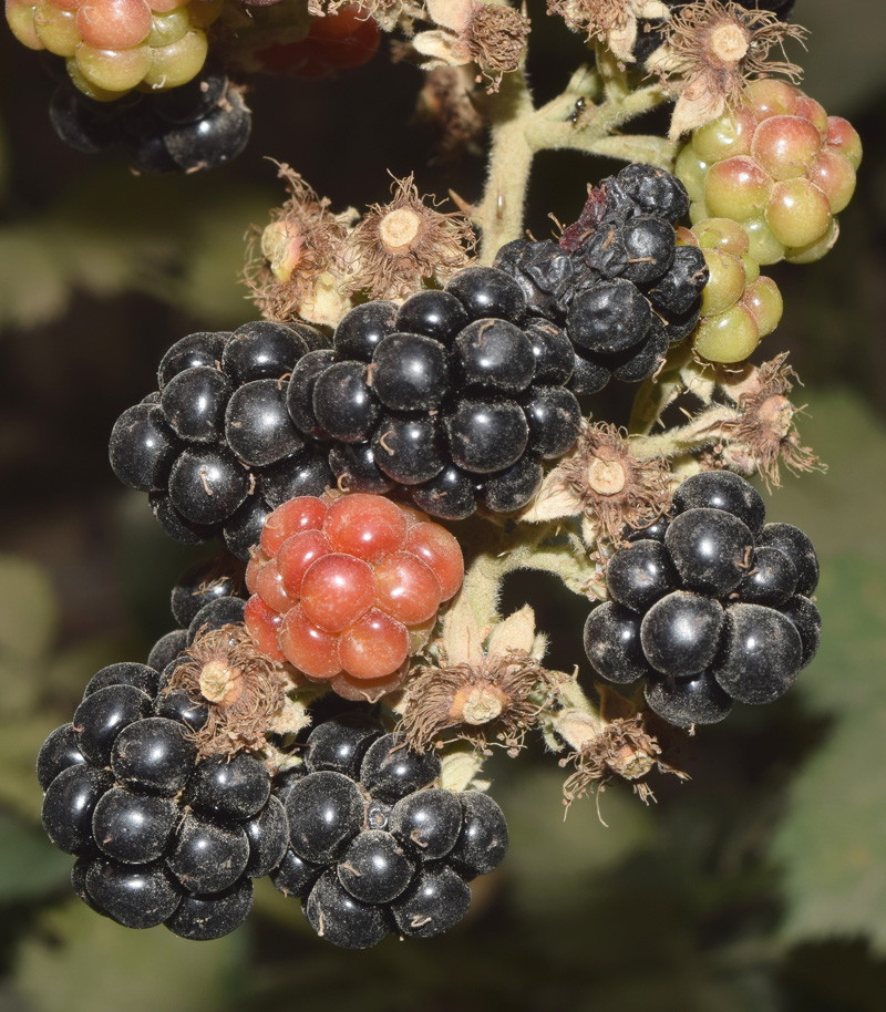 Image of Rubus praecox specimen.