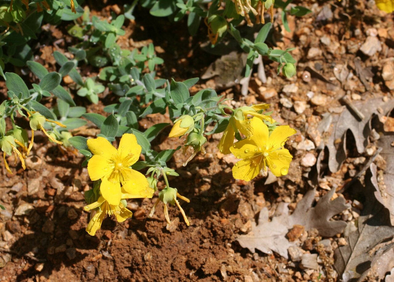 Image of Hypericum cerastoides specimen.