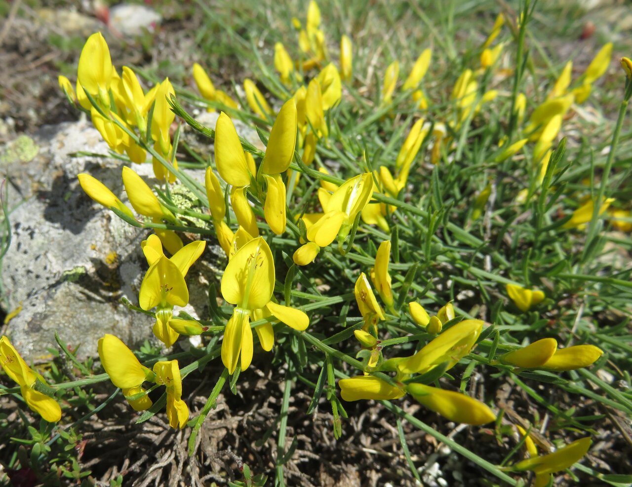 Image of Genista lydia specimen.