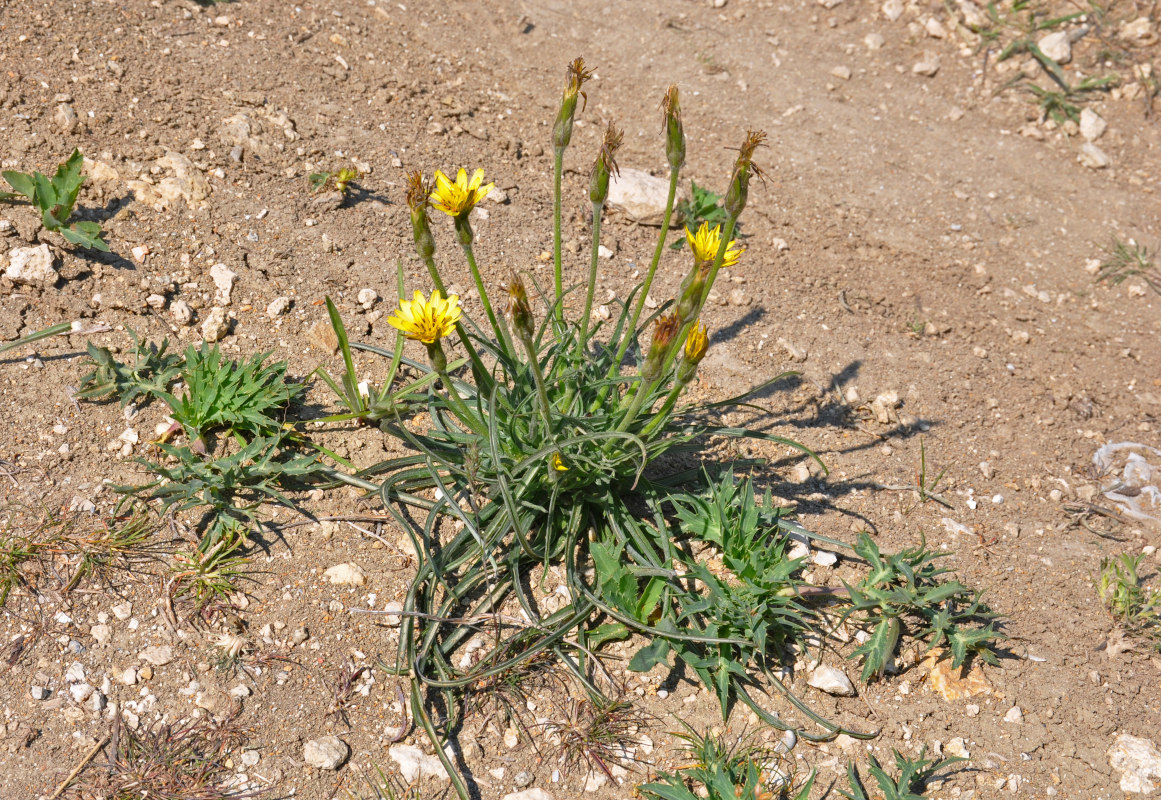 Image of Scorzonera mollis specimen.