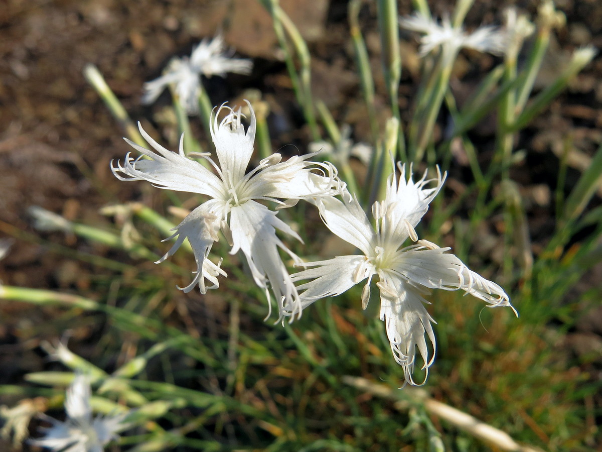 Image of Dianthus acicularis specimen.