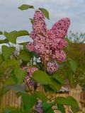 Syringa vulgaris