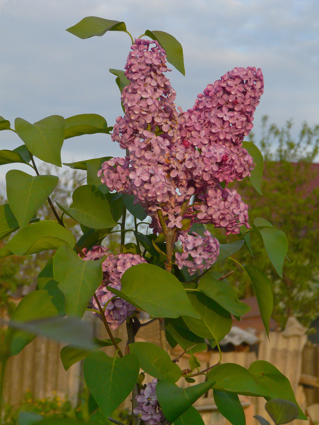 Image of Syringa vulgaris specimen.