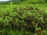 Juniperus sibirica. Приподнимающиеся верхушки веток. Камчатский край, Елизовский район, природный парк \"Вулканы Камчатки\", кордон Семёновский, сухая тундра. 10.07.2009.