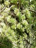 genus Sphagnum