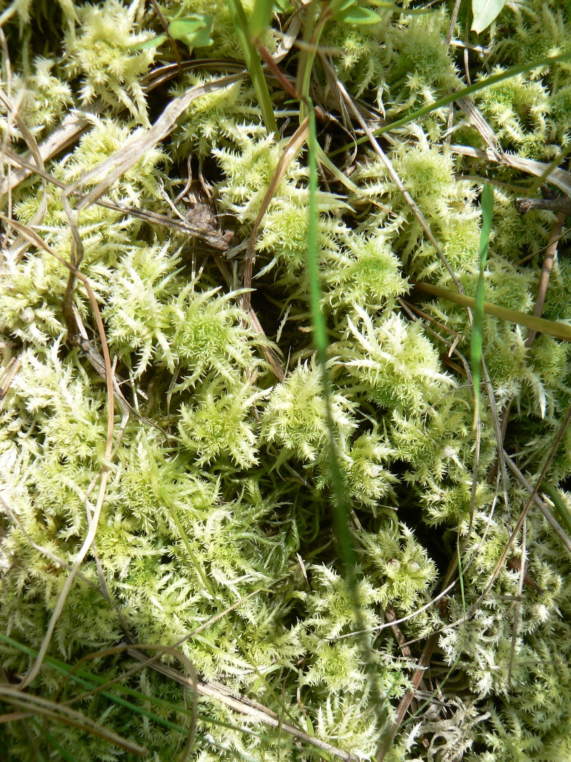 Image of genus Sphagnum specimen.