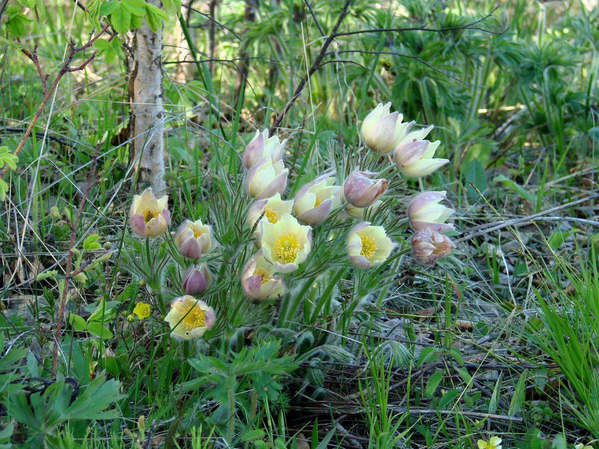 Image of Pulsatilla orientali-sibirica specimen.