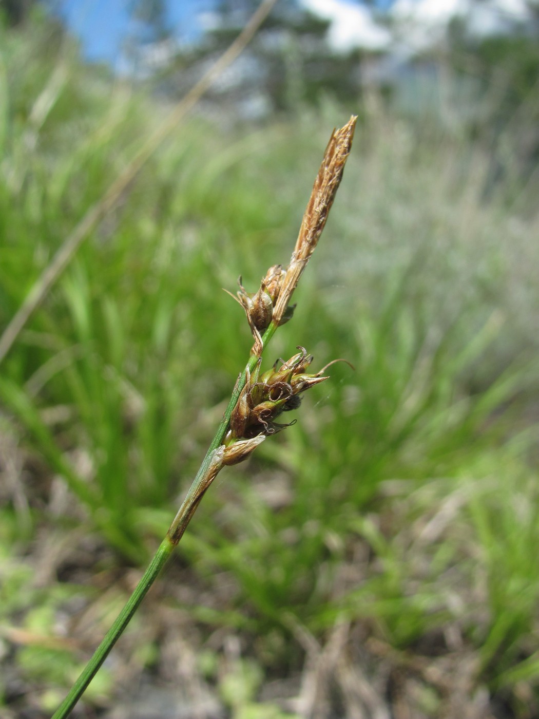 Изображение особи род Carex.