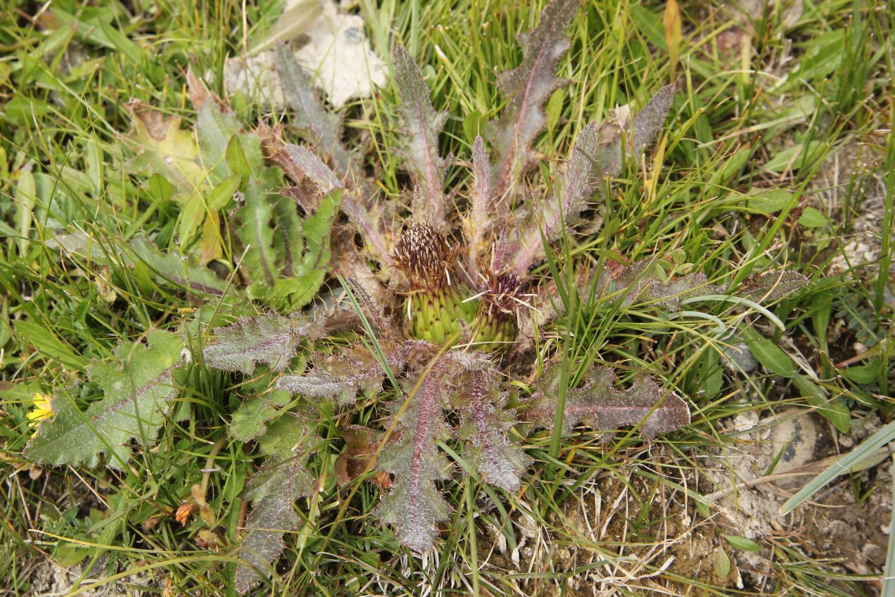 Изображение особи Cirsium esculentum.