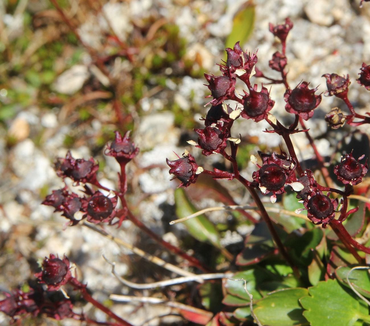 Image of Micranthes melaleuca specimen.