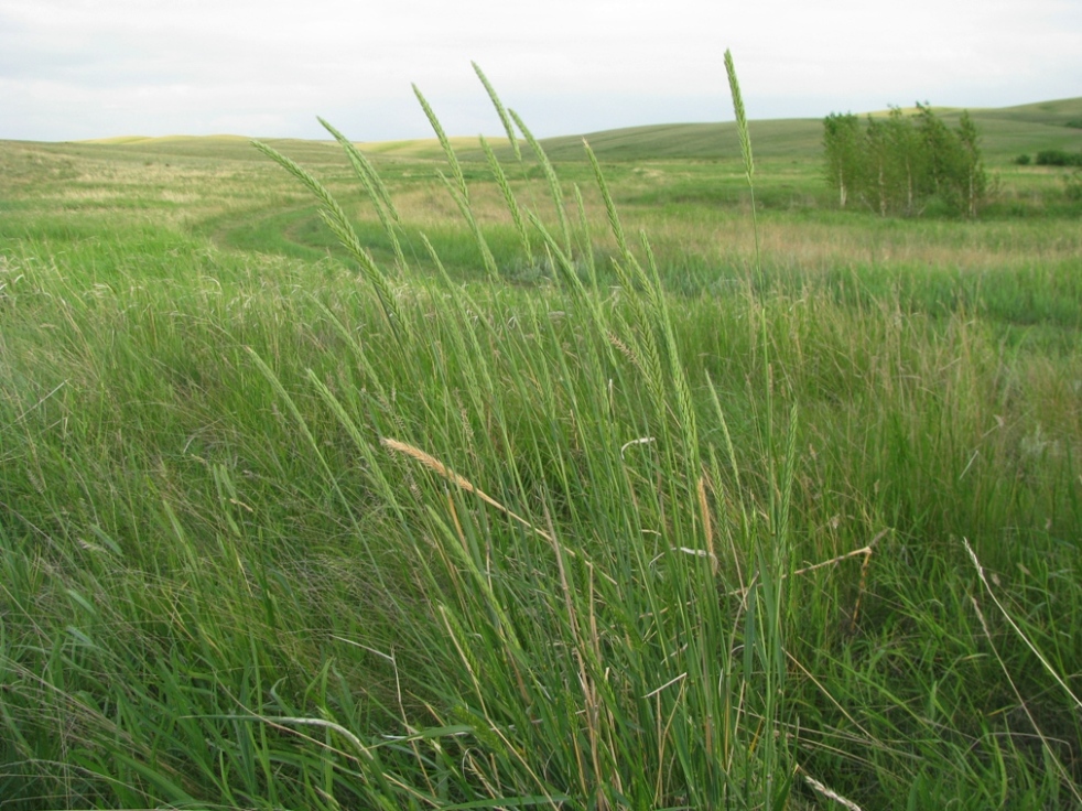 Изображение особи Agropyron fragile.