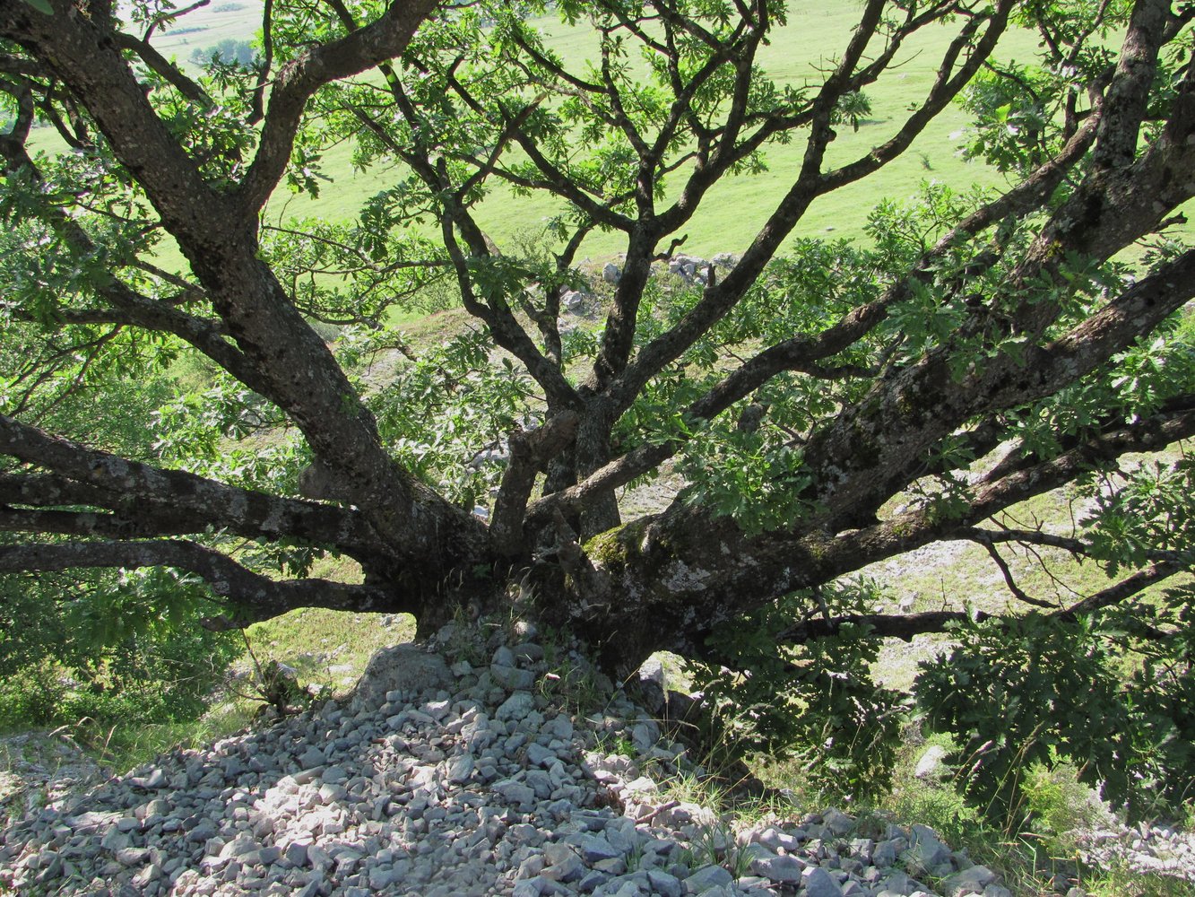Image of Quercus petraea specimen.