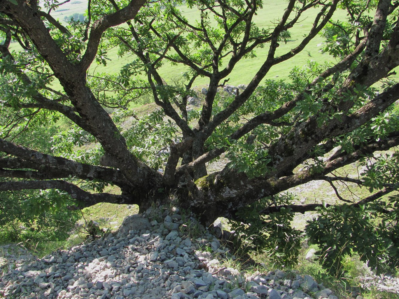 Изображение особи Quercus petraea.