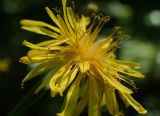 Crepis paludosa. Соцветие-корзинка. Москва, заказник \"Тёплый Стан\", смешанный лес. 18.06.2021.
