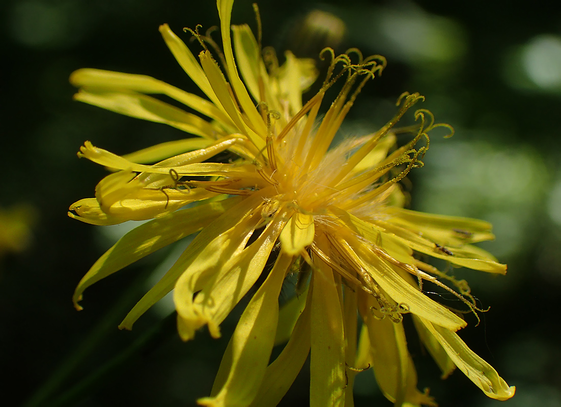 Image of Crepis paludosa specimen.