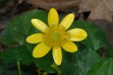 Ficaria verna