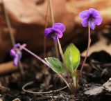 Viola phalacrocarpa