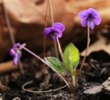 Viola phalacrocarpa. Цветущее растение. Приморский край, окр. г. Находка, в дубовом лесу. 03.05.2022.
