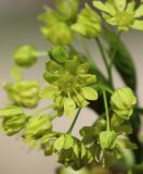 Acer platanoides