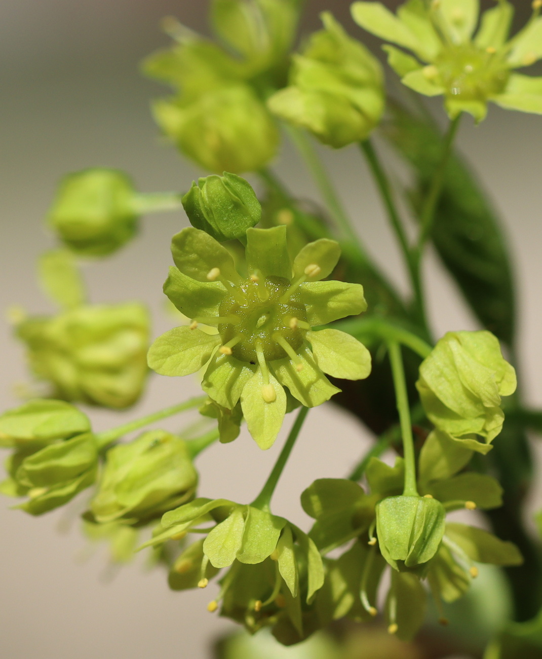 Image of Acer platanoides specimen.