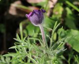 Pulsatilla regeliana