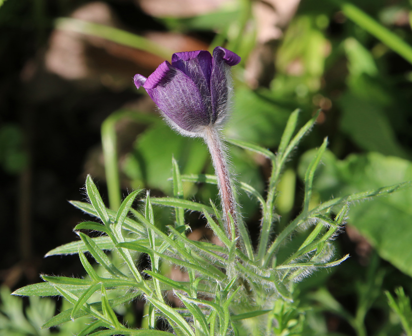 Изображение особи Pulsatilla regeliana.