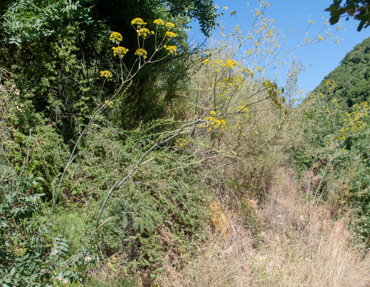 Image of Ferula tingitana specimen.