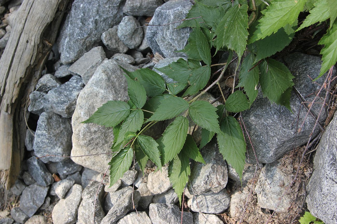 Изображение особи Rubus matsumuranus.