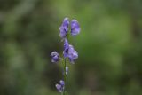 Aconitum talassicum