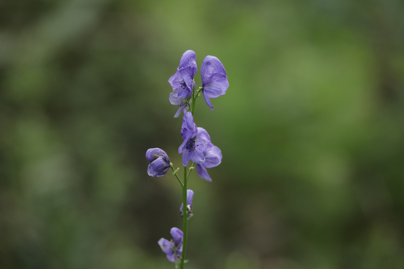 Image of Aconitum talassicum specimen.