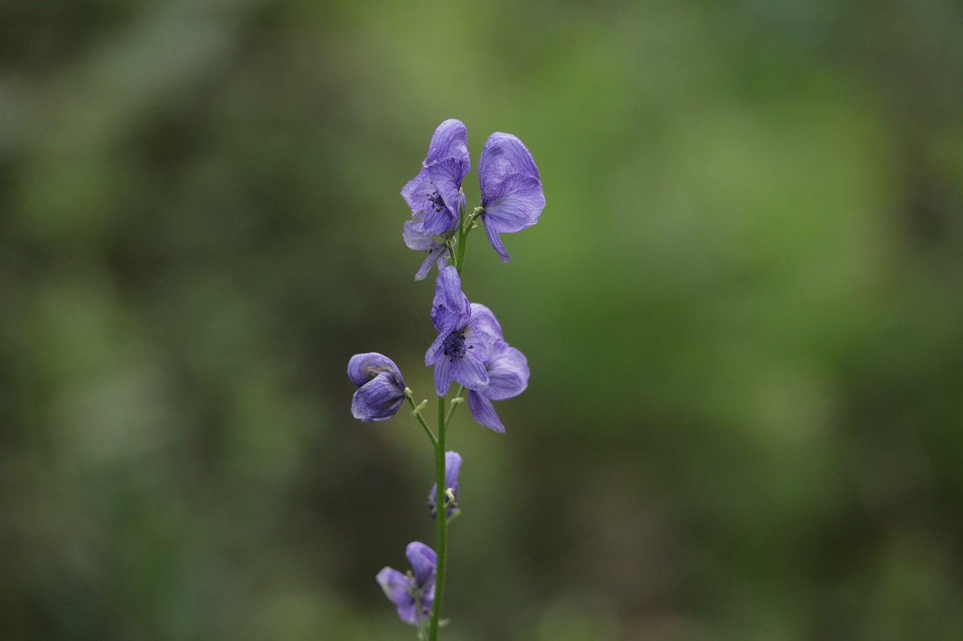 Изображение особи Aconitum talassicum.