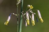 Silene chlorantha. Цветки. Ростовская обл., Белокалитвинский р-н, окр. с. Литвиновка, ур. Филькино, степная опушка леса. 28.05.2022.