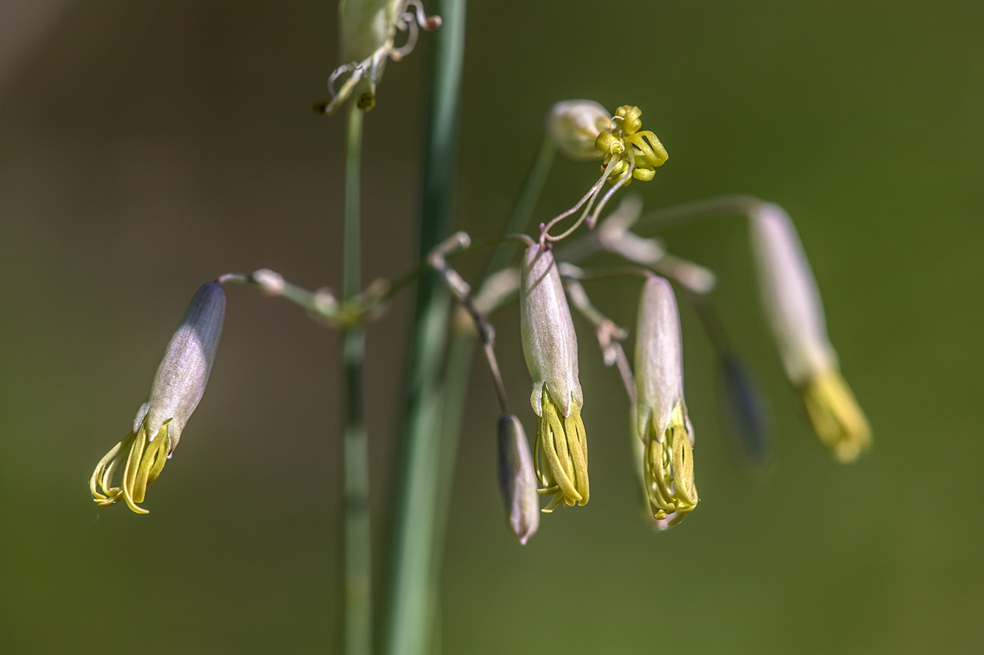 Изображение особи Silene chlorantha.