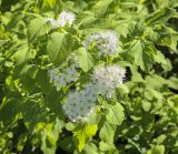 род Spiraea