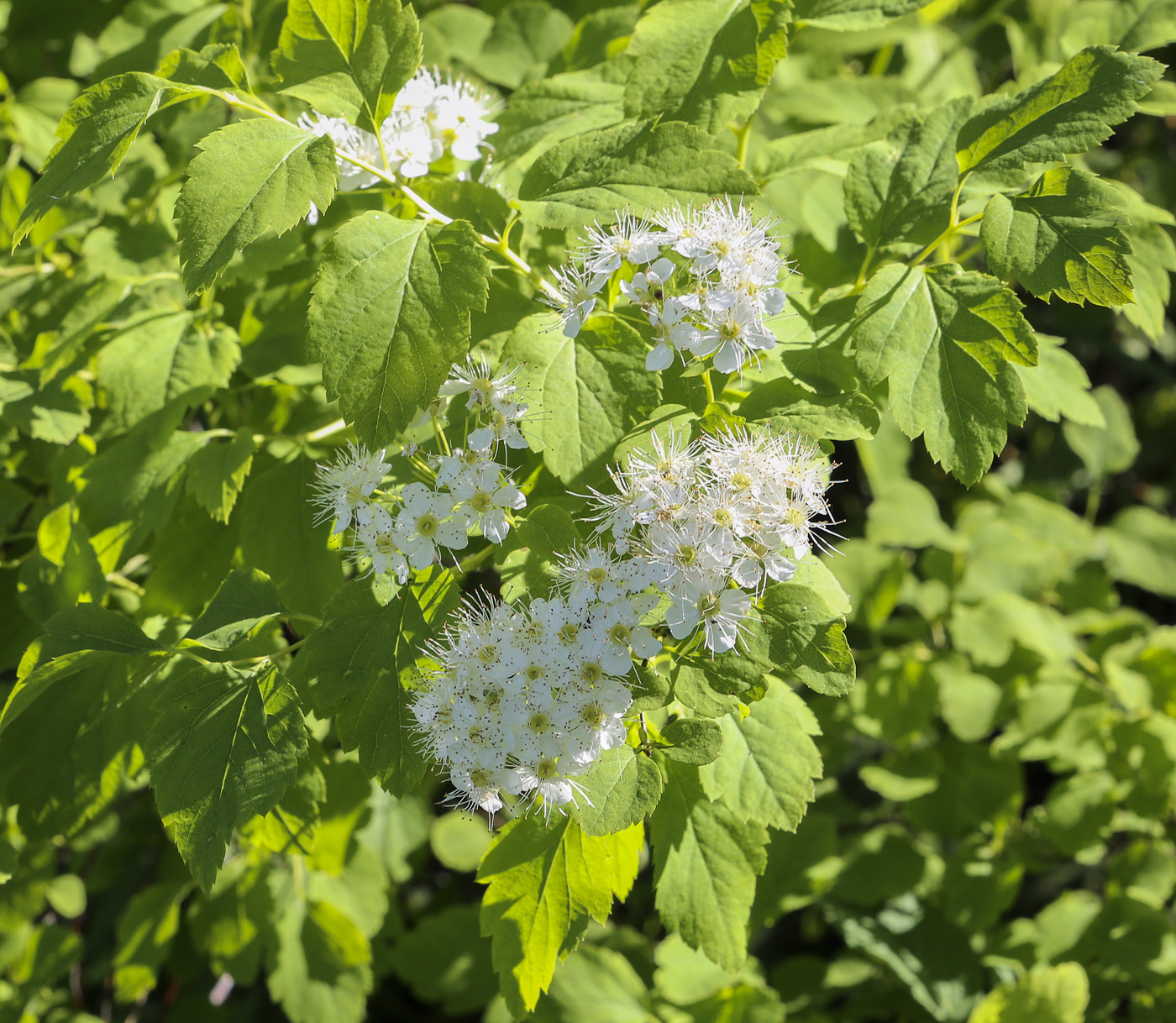 Image of genus Spiraea specimen.