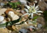 Leontopodium nivale ssp. alpinum