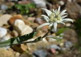 Leontopodium nivale subspecies alpinum. Верхушка побега с соцветием. Марий Эл, г. Йошкар-Ола, мкр-н Гомзово, в культуре. 16.07.2022.