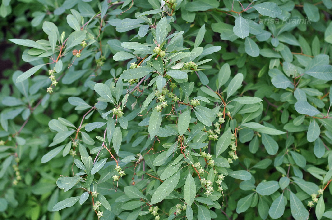 Image of Exochorda racemosa specimen.