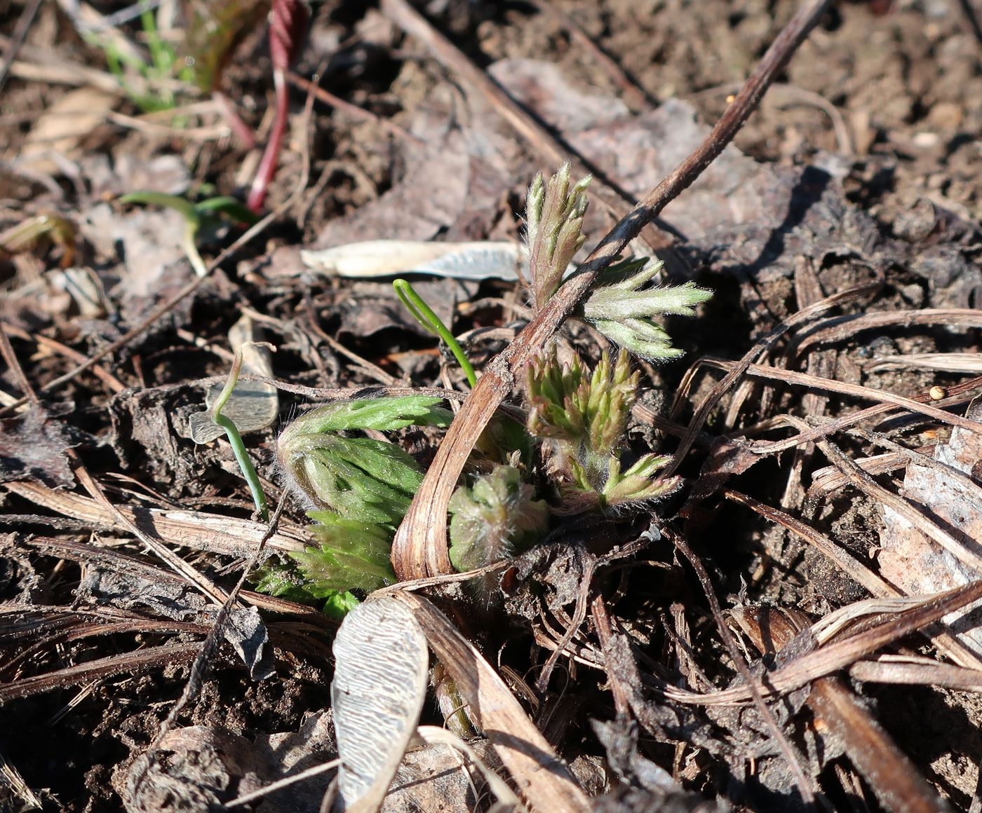 Изображение особи Anemone sylvestris.